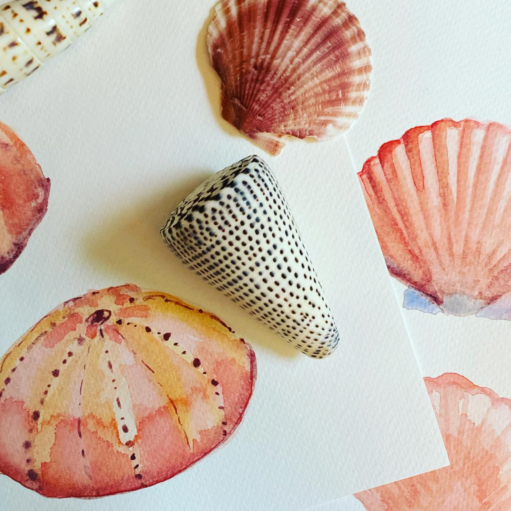 Collection of various seashells on a light background
